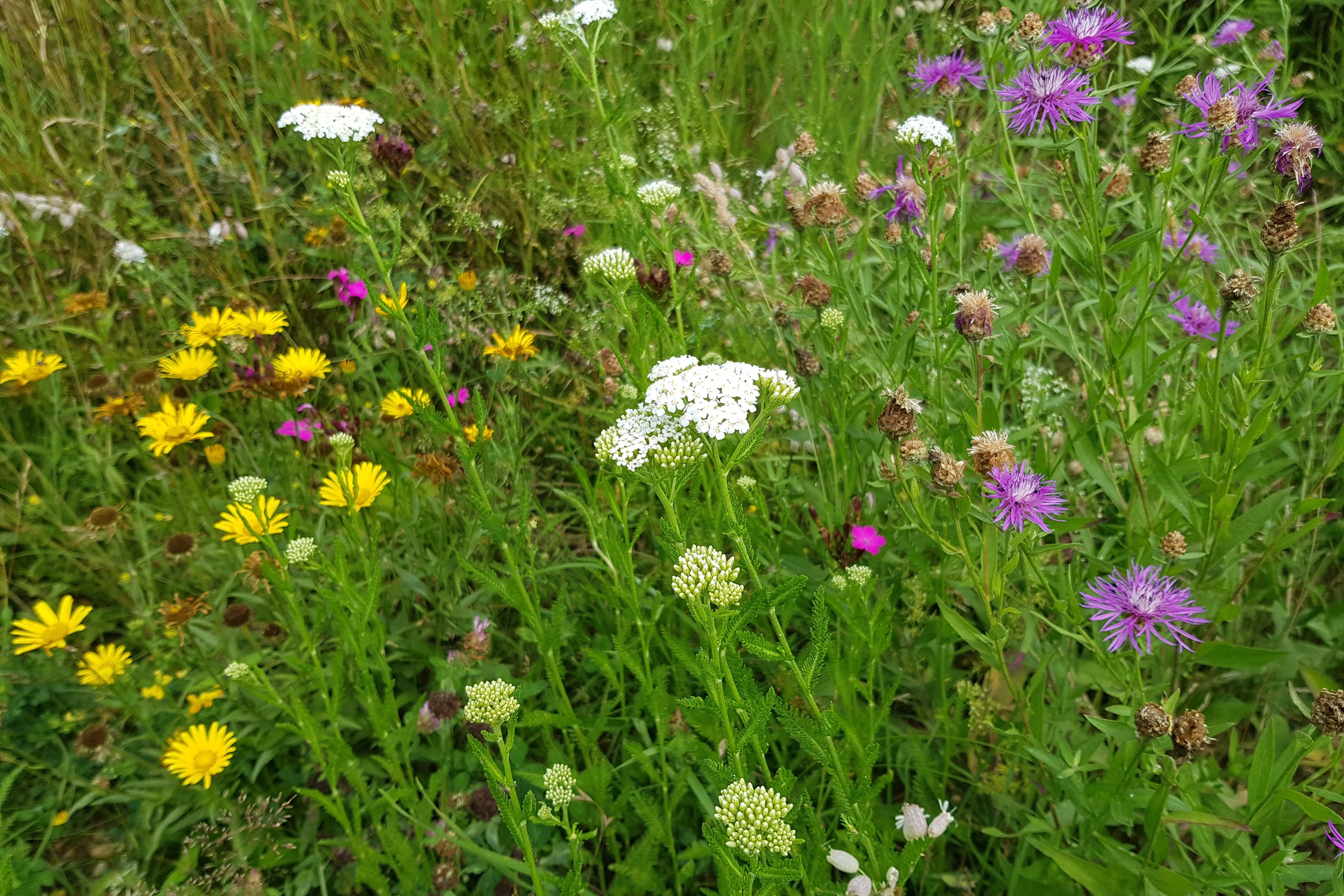 Wiese mit bunten Blumen