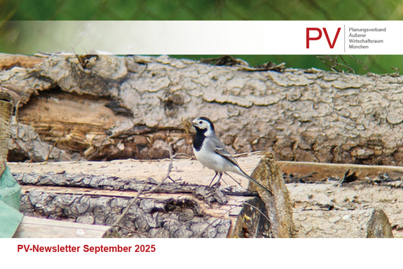 Bachstelze auf Baumstamm