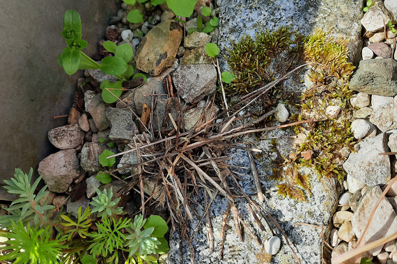 Bienennest aus abgestorbenen Pflanzenteile an einem Bordstein umgeben von grünen Pflänzchen