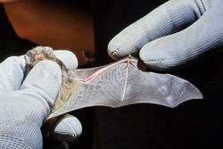 Mopsfledermaus in Hand mit ausgebreitetem Flügel