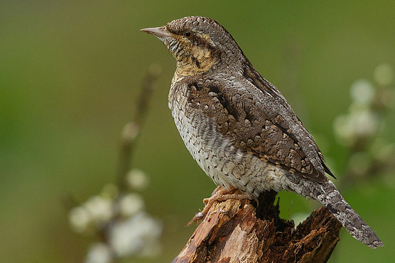 Wendehals (Jynx torquillat) steht auf der Roten Liste bedrohter Tierarten in Deutschland und kommt auf dem Tanklager-Areal in Krailling vor © Luca Cagnasso, www.pixabay.de