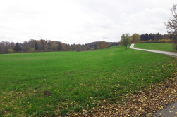 Wiese mit einem Weg und Bäumen im Hintergrund