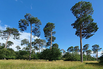 An der sogenannten Krähenkolonie am Hasenbergl, Tour: Landschaft lesen zwischen Moos und Heide © Stefan Gerstorfer