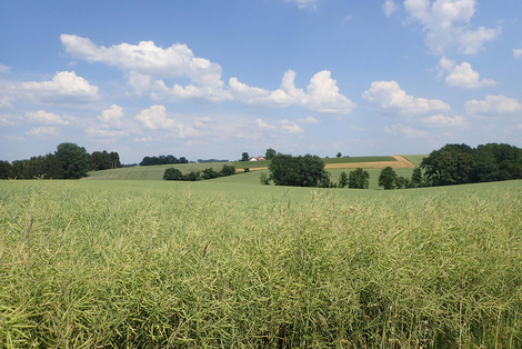 Felder in der Gemeinde Taufkirchen (Vils) in der Region München