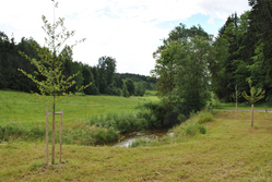 Baumpflanzungen