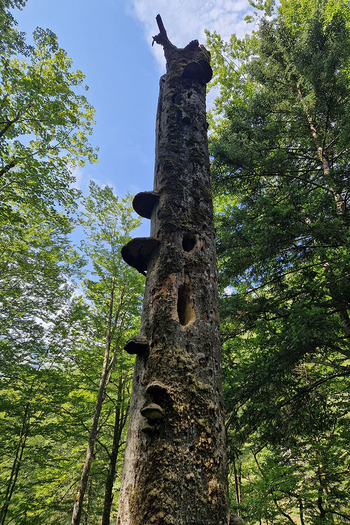 stehender Totholzstamm im Wald