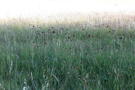 Blühende Blumen auf Wiese zum Erhalt von Pflanzen und Tieren